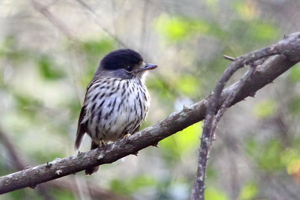 African Broadbill